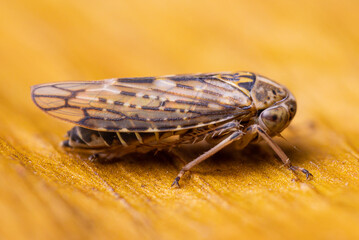 living single cicada / Leafhopper ( Idiocerus herrichii ) on a natural background