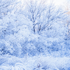 Trees and bushes in a beautiful white hoarfrost. Winter forest in the snow