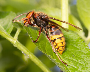 side view of single european hornet ( Vespa crabro ) sitting on a green leaf