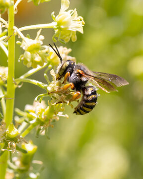 european wild bees: oblong woolcarder bee ( Anthidium oblongatum ) feeding on a green plant (reseda)