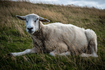 Obraz premium Deichschafe