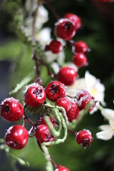 cherries arrangement