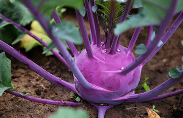 Violet  kohlrabi cabbage grows in a kitchen garden