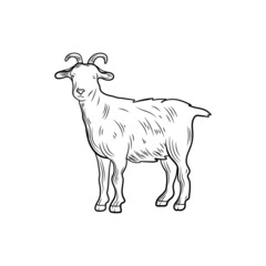 goat sketch, outline illustration, farm animal isolated on white background.