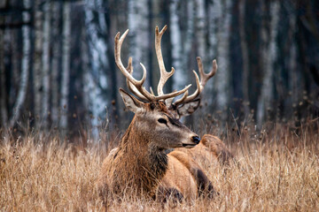 Majestic and powerful adult red deer in the autumn birch grove in the forest. Wild deer close-up.