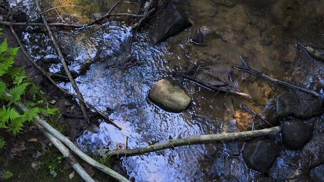 Brown stone in the middle of a pool of water, a small creek with sunlight shining on the water. Medium close