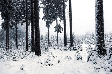 Frischer Schnee im Wald - 472237883
