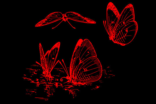 red butterfly on black background