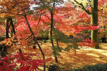 京都　モミジの永観堂