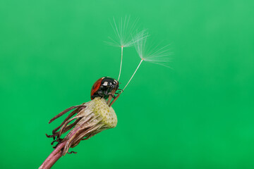 Closeup of a ladybug on a bald dandelion flower with flying seeds