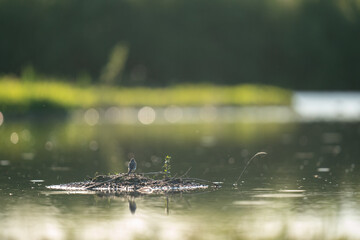 White Wagtail (Motacilla alba yarrellii)