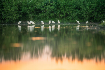 White herons at the lake
