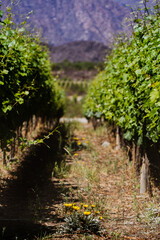 vineyard in autumn