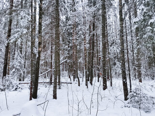 winter  forest