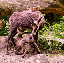 Chamois with child drinking milk. Karlsruhe, Germany, Europe
