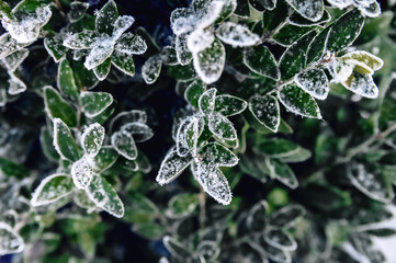 Snow covered boxwood leaves close up and copy space. Winter frost and snowflakes close-up on nature, textural background...