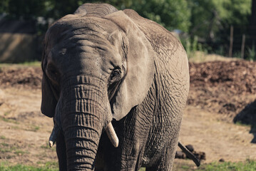 Fototapeta na wymiar an adult elephant near the forest is looking at a camera somewhere in nature. High-quality photo