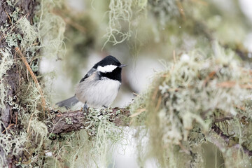 Portrait of Coal tit on branch (Periparus ater)