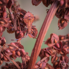 Closeup of young dock bug (Coreus marginatus) feeding on brown dry sorrel