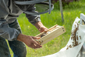 Beekeeper holding a small Nucleus with a young queen bee. Breeding of queen bees. Beehives with honeycombs. Preparation for artificial insemination bees. Natural economy. Queen Bee Cages