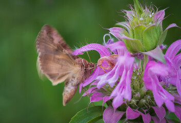 Blurry closeup image of The silver Y (Autographa gamma) moth in motion on purple monarda flower in the garden

