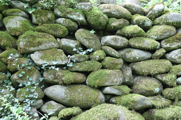 green moss on the rocks