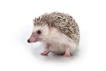 An African cute hedgehog with brown spines and needles on its back stomps on a white isolated background