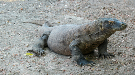 A gigantic, venomous Komodo Dragon roaming free in Komodo National Park, Flores, Indonesia. The dragon is resting in a shadow with its stomach full. Dangerous animal in natural habitat.