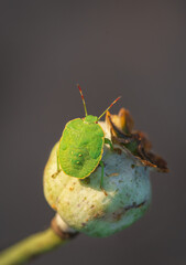 Closeup of young shield bug (Palomena sp.) sitting on green poppy seed head (seed capsule)
