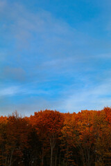 Fototapeta premium Autumn trees
