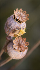 Closeup of shield bug (Carpocoris fuscispinus) sitting on brown dry poppy seed heads (seed capsules) in the garden