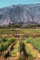 Fototapeta na wymiar vines in the north of argentina
