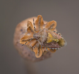 Closeup of sloe bug (Dolycoris baccarum) sitting on brown dry poppy seed head (seed capsule)