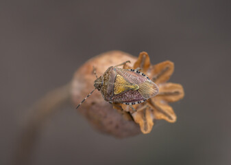 Closeup of sloe bug (Dolycoris baccarum) sitting on brown dry poppy seed head (seed capsule)