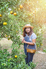 Asian middle age woman gardener picking organic orange in a orange orchard, harvesting ripe orange crop. Agriculture harvesting and plantation concept.