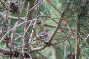 Adult breeding chipping sparrow perched in a boxwood pine bush during summer