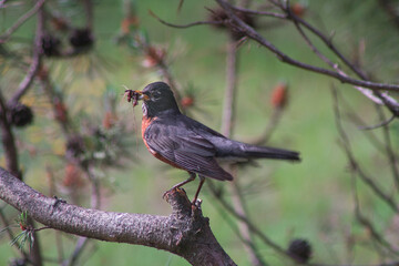 American Robin perched on a cut boxwood pine branch holding bugs in its mouth during summer