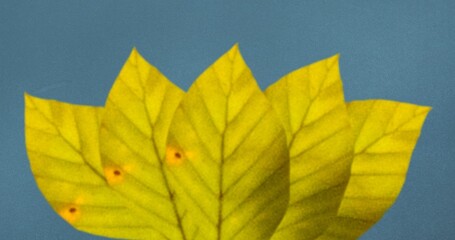 Close-up of green autumn leaves isolated on blue background with copy space