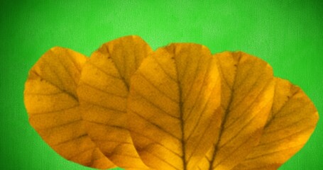 Close-up of yellow autumn leaves isolated on green background with copy space