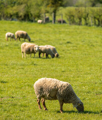 Obraz premium Moutons au pâturage à Villereversure, Ain, France