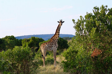 Giraffe