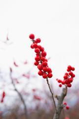 Winterberry Holly or Ilex Verticillata fruits in winter. Vibrant red berries in the wilderness. Abstract nature backdrop with clusters of wild berries on white sky background.