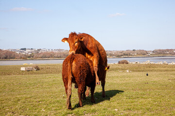 brown cow in the field