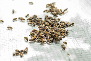 family of honey bees shaken out of the hive for placement in micronucleus. Breeding of queen bees.Preparation for artificial insemination bees. Natural economy. Queen Bee Cages.