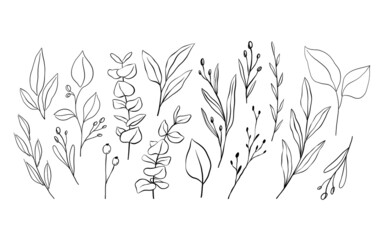 Vector set with hand drawn elegant branches, leaves and eucalyptus in sketch style.