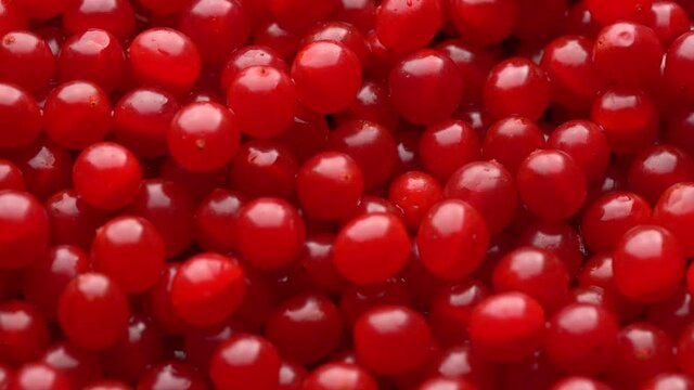 Harvest the red viburnum or guelder rose, close up, top view. Beautiful texture with red berries on viburnum background, rotates