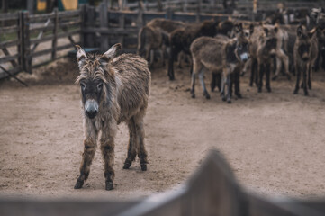 A donkey standing in the middle of a cattle-pen