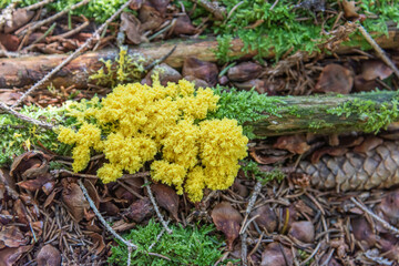 Gelber Pilz und Moos im Wald