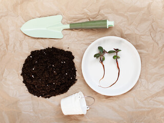 Potted flowers replanting. Soil pile, two crassula sprouts, flowerpot, shovel on craft paper...