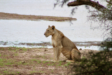 Lioness